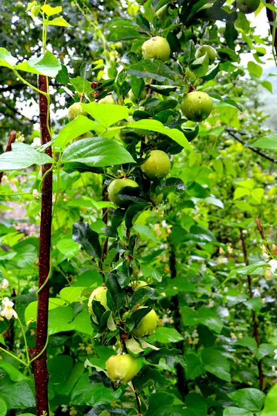 Fruit Waanzin Appeltjes Een Appelboom Boomgaard Vroege Zomer — Stockfoto