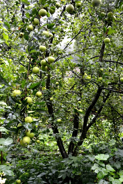 Fruchtwahnsinn Kleine Äpfel Einem Apfelbaum Obstgarten Frühsommer — Stockfoto
