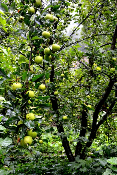 Fruchtwahnsinn Kleine Äpfel Einem Apfelbaum Obstgarten Frühsommer — Stockfoto