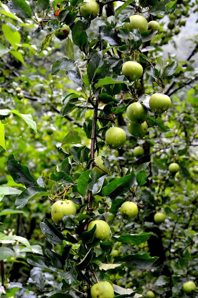 Плоди Божевілля Маленькі Яблука Яблуні Саду Початку Літа — стокове фото