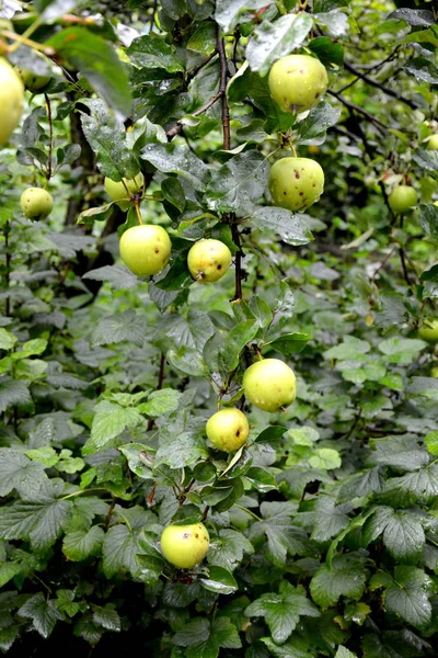 Fruit Waanzin Appeltjes Een Appelboom Boomgaard Vroege Zomer — Stockfoto