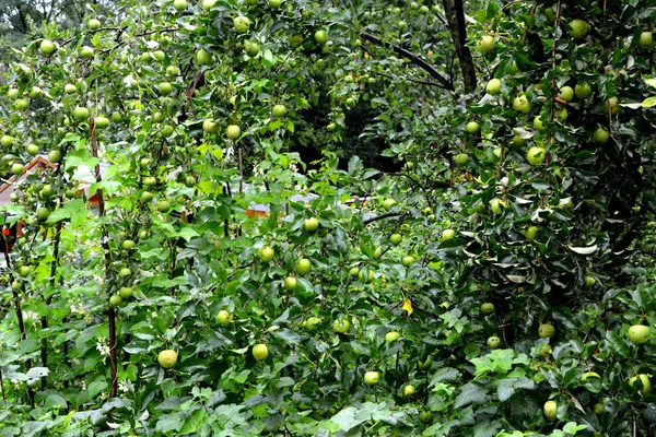Ovocné Šílenství Malá Jablka Jabloní Sadech Začátku Léta — Stock fotografie