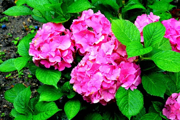 Hortensia Ładne Kwiaty Ogrodzie Środku Lata Słoneczny Dzień Zielony Krajobraz — Zdjęcie stockowe