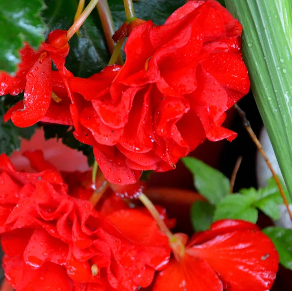 Begonia Nice Flowers Garden Midsummer Sunny Day Green Landscape — Stock Photo, Image