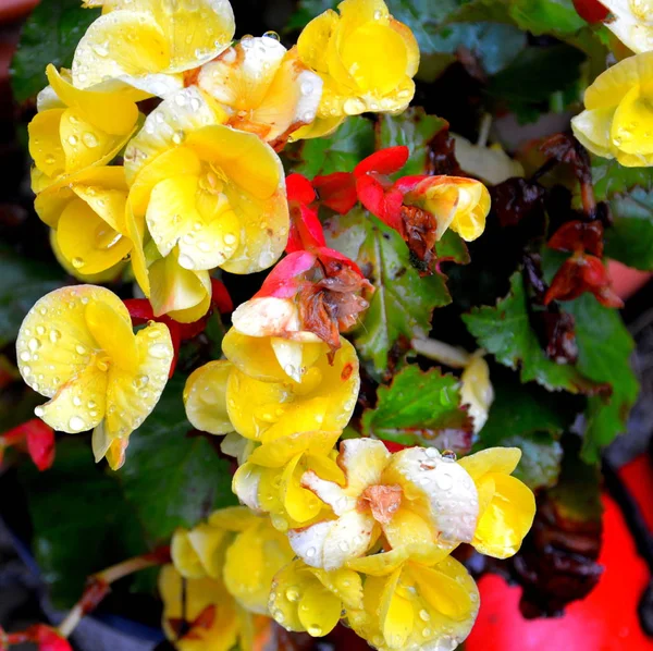 Begonia Nice Flowers Garden Midsummer Sunny Day Green Landscape — Stock Photo, Image