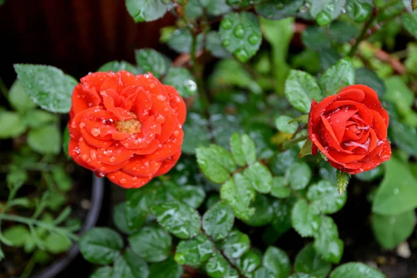 Розы Капли Воды Красивые Цветы Саду Середине Лета Солнечный День — стоковое фото
