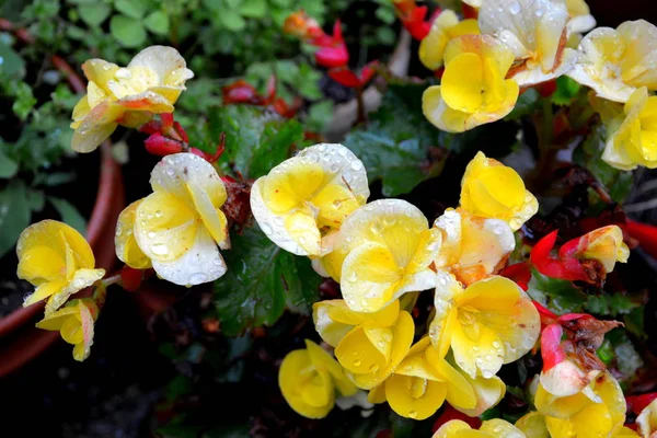 Begonia Nice Flowers Garden Midsummer Sunny Day Green Landscape — Stock Photo, Image