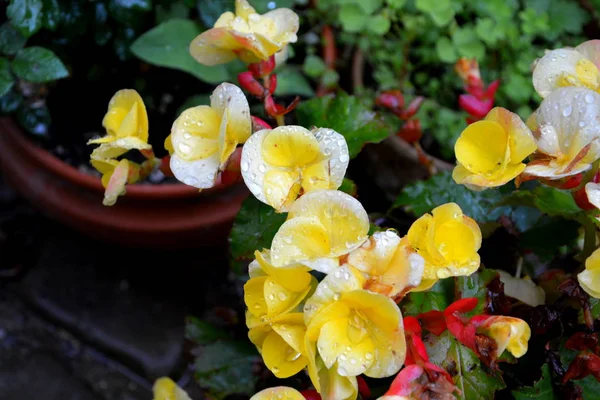 Begonia Nice Flowers Garden Midsummer Sunny Day Green Landscape — Stock Photo, Image