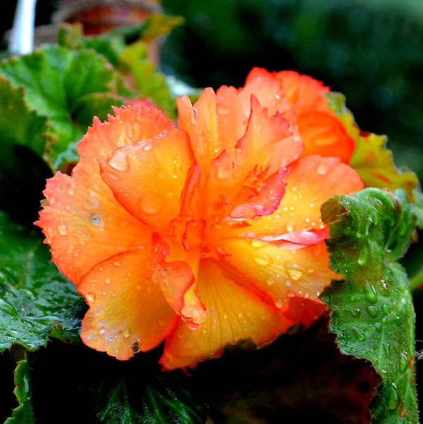 Begonia Flores Bonitas Jardim Meados Verão Dia Ensolarado Paisagem Verde — Fotografia de Stock