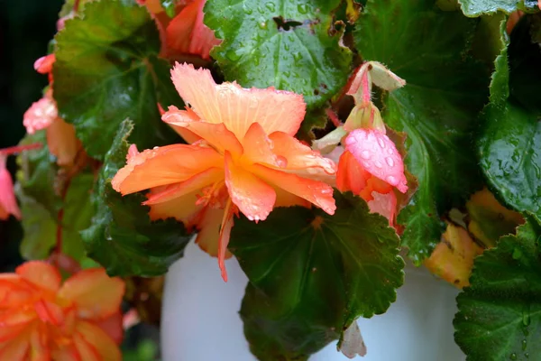 Begonia Nice Flowers Garden Midsummer Sunny Day Green Landscape — Stock Photo, Image