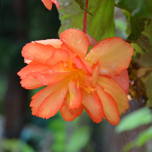 Κόκκινο Εξαιρετικό Μπιγκόνια Νίκαια Λουλούδια Στον Κήπο Στο Θερινό Ηλιοστάσιο — Φωτογραφία Αρχείου