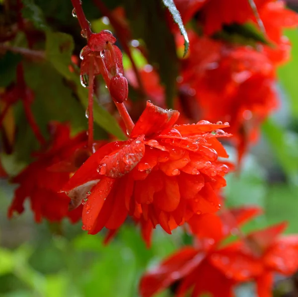 Begonia Nice Flowers Garden Midsummer Sunny Day Green Landscape — Stock Photo, Image