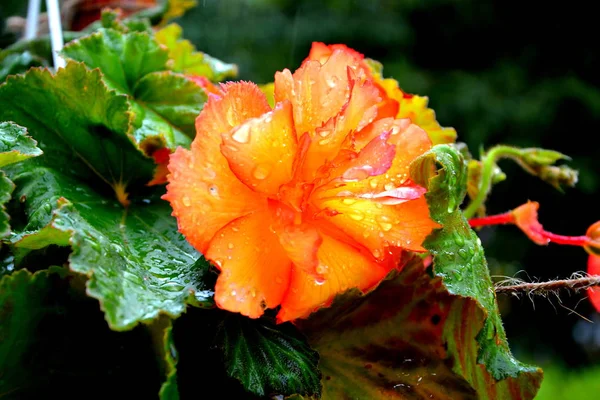 Begonia Flores Bonitas Jardim Meados Verão Dia Ensolarado Paisagem Verde — Fotografia de Stock