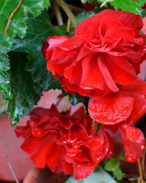 Begonia Flores Bonitas Jardim Meados Verão Dia Ensolarado Paisagem Verde — Fotografia de Stock