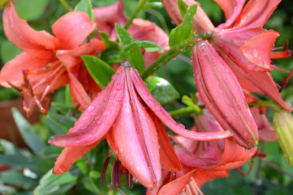 Lillies Bonitas Flores Jardín Pleno Verano Día Soleado Paisaje Verde — Foto de Stock