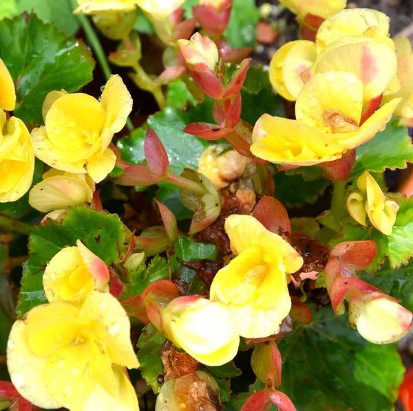 Begonia Nice Flowers Garden Midsummer Sunny Day Green Landscape — Stock Photo, Image