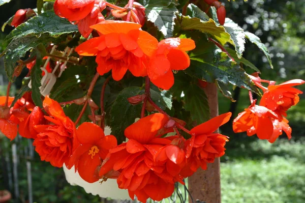 Begonia Nice Flowers Garden Midsummer Sunny Day Green Landscape — Stock Photo, Image