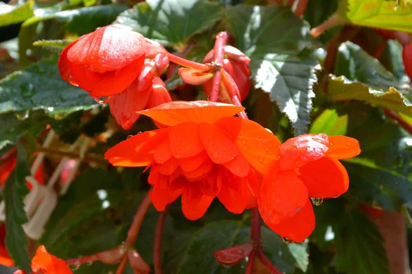 Wonderful Begonia Nice Flowers Garden Midsummer Sunny Day Green Landscape — Stock Photo, Image