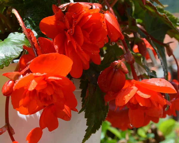 Merveilleuses Belles Fleurs Dans Jardin Milieu Été Par Une Journée — Photo