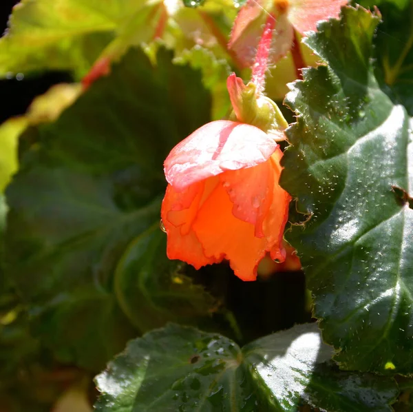 Чудовий Begonia Nice Квіти Саду Середині Літа Сонячний День Зелений — стокове фото
