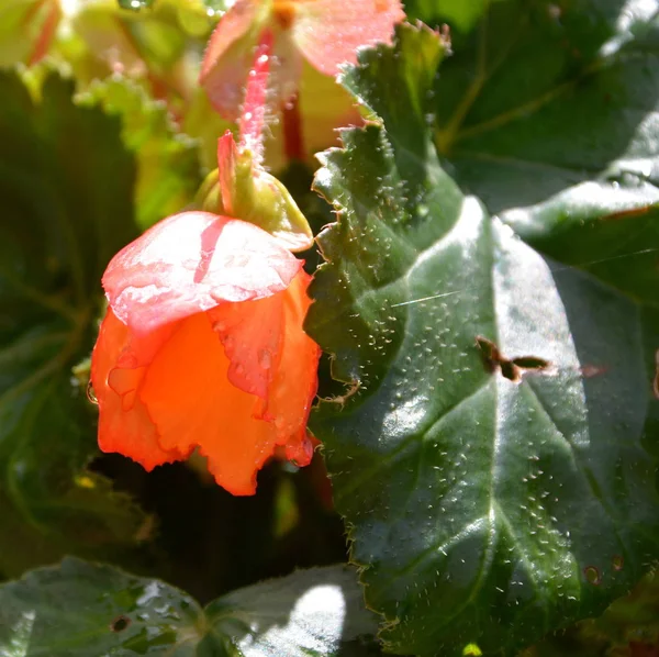 Begonia Nice Flowers Garden Midsummer Sunny Day Green Landscape — Stock Photo, Image