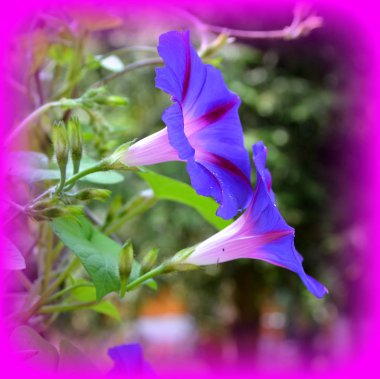 Harika Morning Glory. Yaz ortası, güneşli bir gün Bahçe en güzel çiçekler. Yeşil manzara