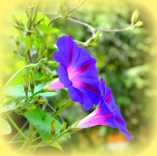 Maravillosa Gloria Matutina Bonitas Flores Jardín Pleno Verano Día Soleado — Foto de Stock