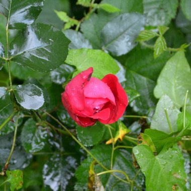 Yaz ortası, güneşli bir gün Bahçe en güzel çiçekler. Yeşil manzara