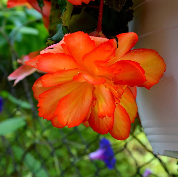 Bégonia Jolies Fleurs Dans Jardin Milieu Été Par Une Journée — Photo