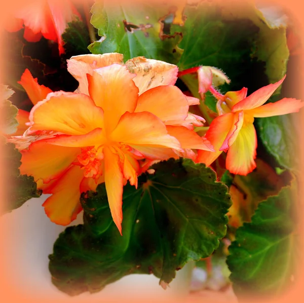 Begonia Nice Flowers Garden Midsummer Sunny Day Green Landscape — Stock Photo, Image