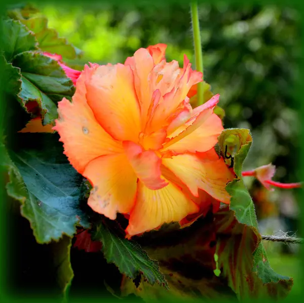 Бегонія Nice Квіти Саду Середині Літа Сонячний День Зелений Пейзаж — стокове фото