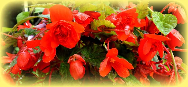 Красная Прекрасная Бегония Красивые Цветы Саду Середине Лета Солнечный День — стоковое фото