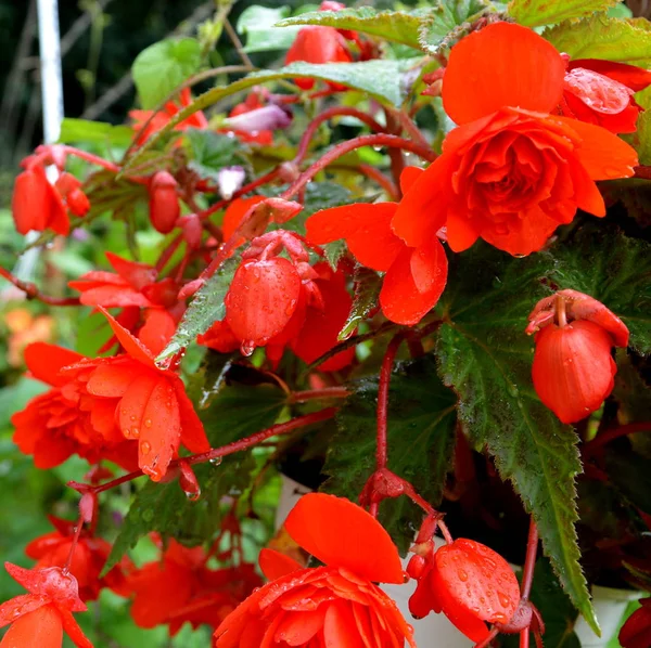 Begonia Nice Flowers Garden Midsummer Sunny Day Green Landscape — Stock Photo, Image