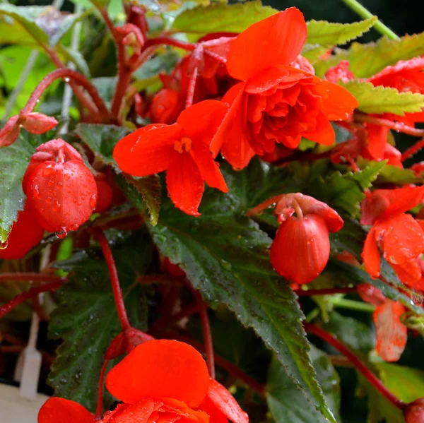 Бегонія Nice Квіти Саду Середині Літа Сонячний День Зелений Пейзаж — стокове фото