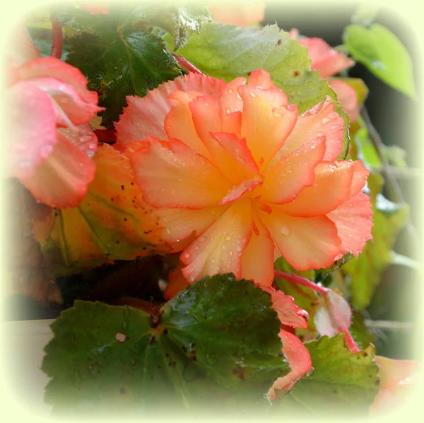 Begonia Bei Fiori Giardino Piena Estate Una Giornata Sole Panorama — Foto Stock