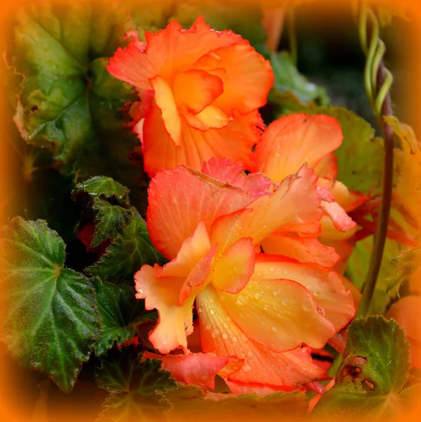Begonia Pěkné Květiny Zahradě Letní Slunovrat Slunečný Den Zelená Krajina — Stock fotografie