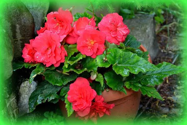 Röd Underbara Begonia Fina Blommor Trädgården Midsommar Solig Dag Grönt — Stockfoto
