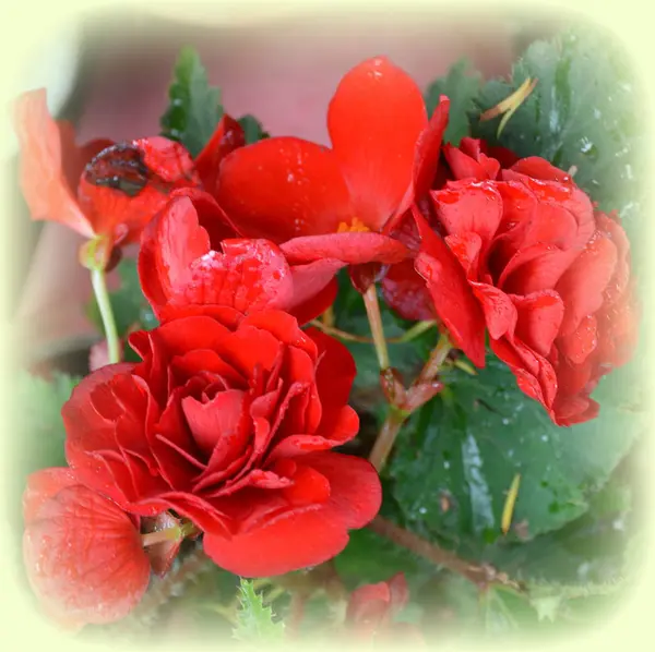 Red Wonderful Begonia Nice Flowers Garden Midsummer Sunny Day Green — Stock Photo, Image