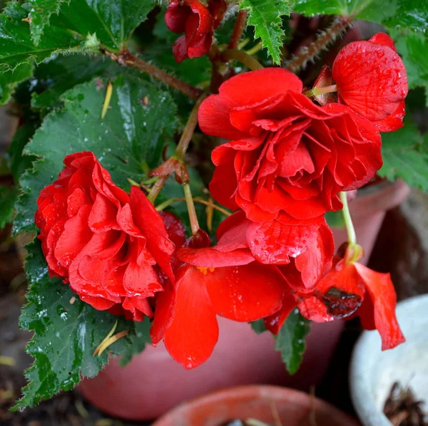 Red wonderful Begonia. Nice flowers in the garden in midsummer, in a sunny day. Green landscape
