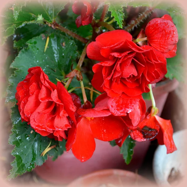 Begonia Nice Flowers Garden Midsummer Sunny Day Green Landscape — Stock Photo, Image