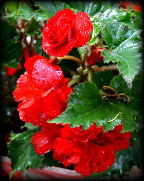 红色美妙的海棠 在盛夏的花园里 在阳光明媚的日子里 美丽的花朵 绿色景观 — 图库照片
