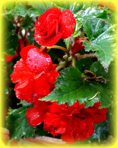 赤の素敵なベゴニア 真夏の晴れた日に庭の素敵な花 緑の風景 — ストック写真
