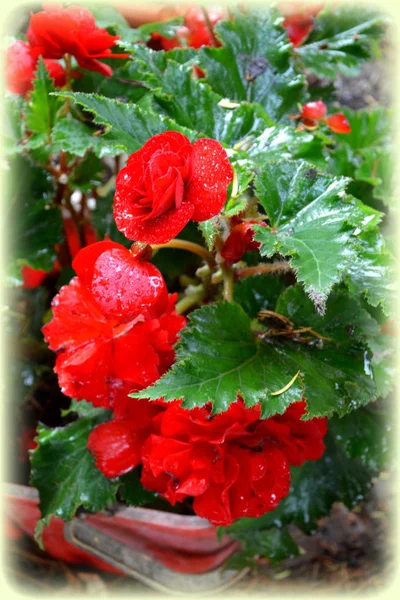 Begonia Nice Flowers Garden Midsummer Sunny Day Green Landscape — Stock Photo, Image