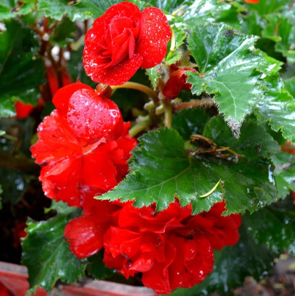 Röd Underbara Begonia Fina Blommor Trädgården Midsommar Solig Dag Grönt — Stockfoto