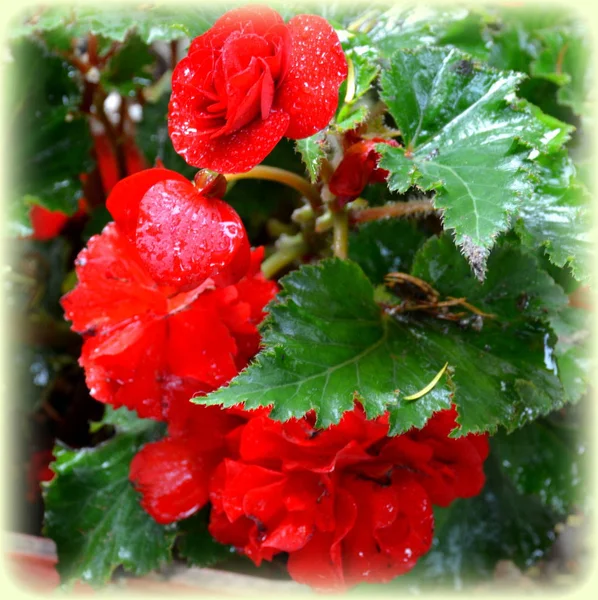 Red Wonderful Begonia Nice Flowers Garden Midsummer Sunny Day Green — Stock Photo, Image