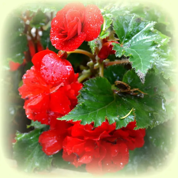 Begonia Nice Flowers Garden Midsummer Sunny Day Green Landscape — Stock Photo, Image