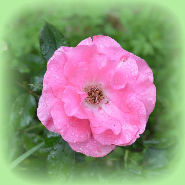 Nádherné Růže Pěkné Květiny Zahradě Letní Slunovrat Slunečný Den Zelená — Stock fotografie