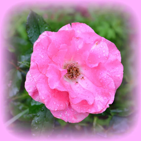 Nádherné Růže Pěkné Květiny Zahradě Letní Slunovrat Slunečný Den Zelená — Stock fotografie