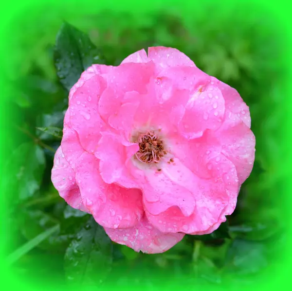 Maravillosa Rosa Bonitas Flores Jardín Pleno Verano Día Soleado Paisaje — Foto de Stock