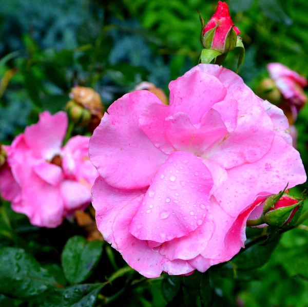 Fantastiskt Rose Fina Blommor Trädgården Midsommar Solig Dag Grönt Landskap — Stockfoto